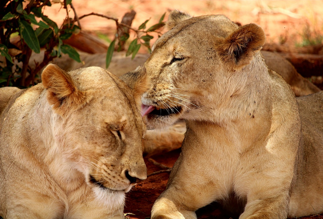 Liūtas, Afrika, Safari, Nemokamos Nuotraukos,  Nemokama Licenzija