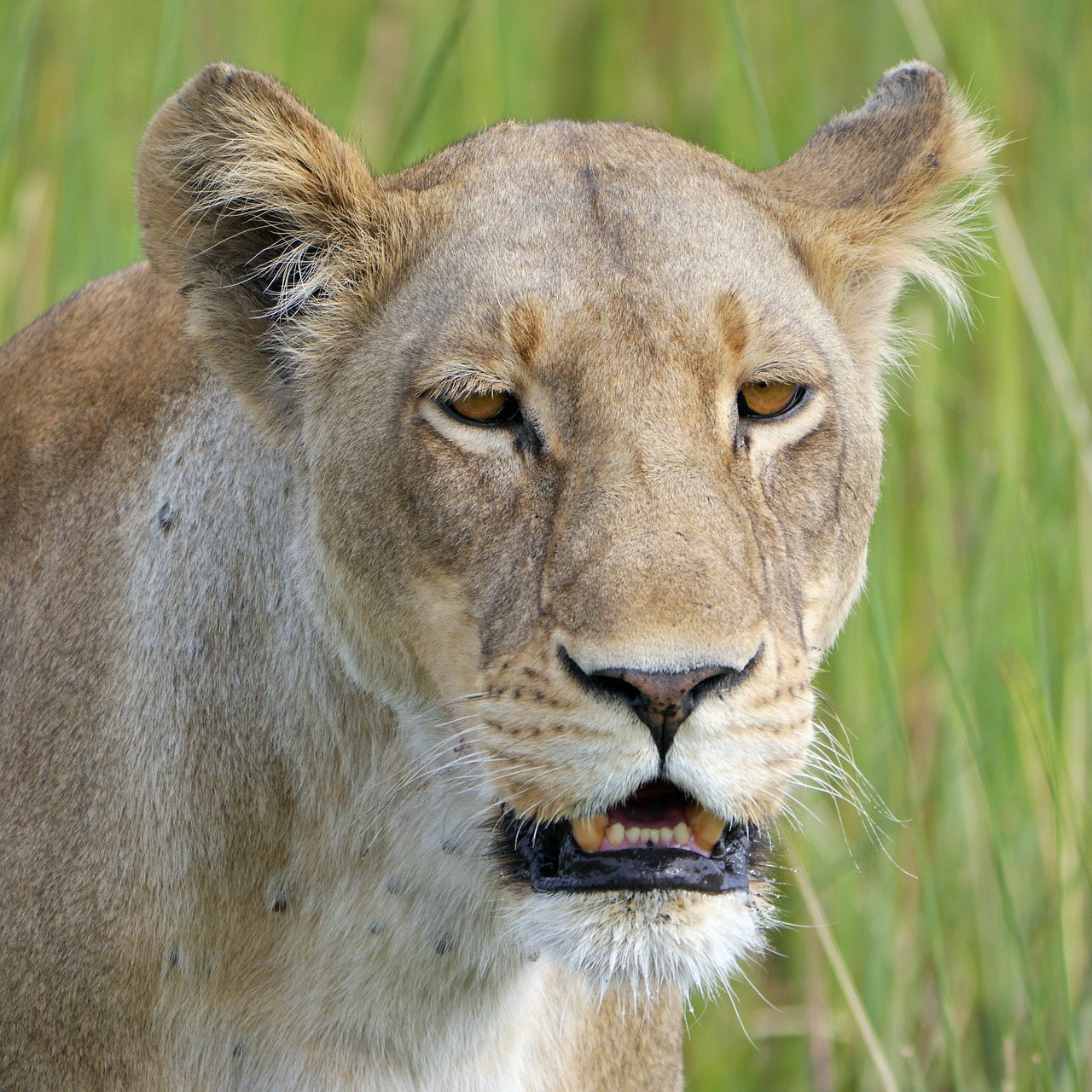 Liūtas, Safari, Liūtas, Afrika, Botsvana, Nemokamos Nuotraukos,  Nemokama Licenzija
