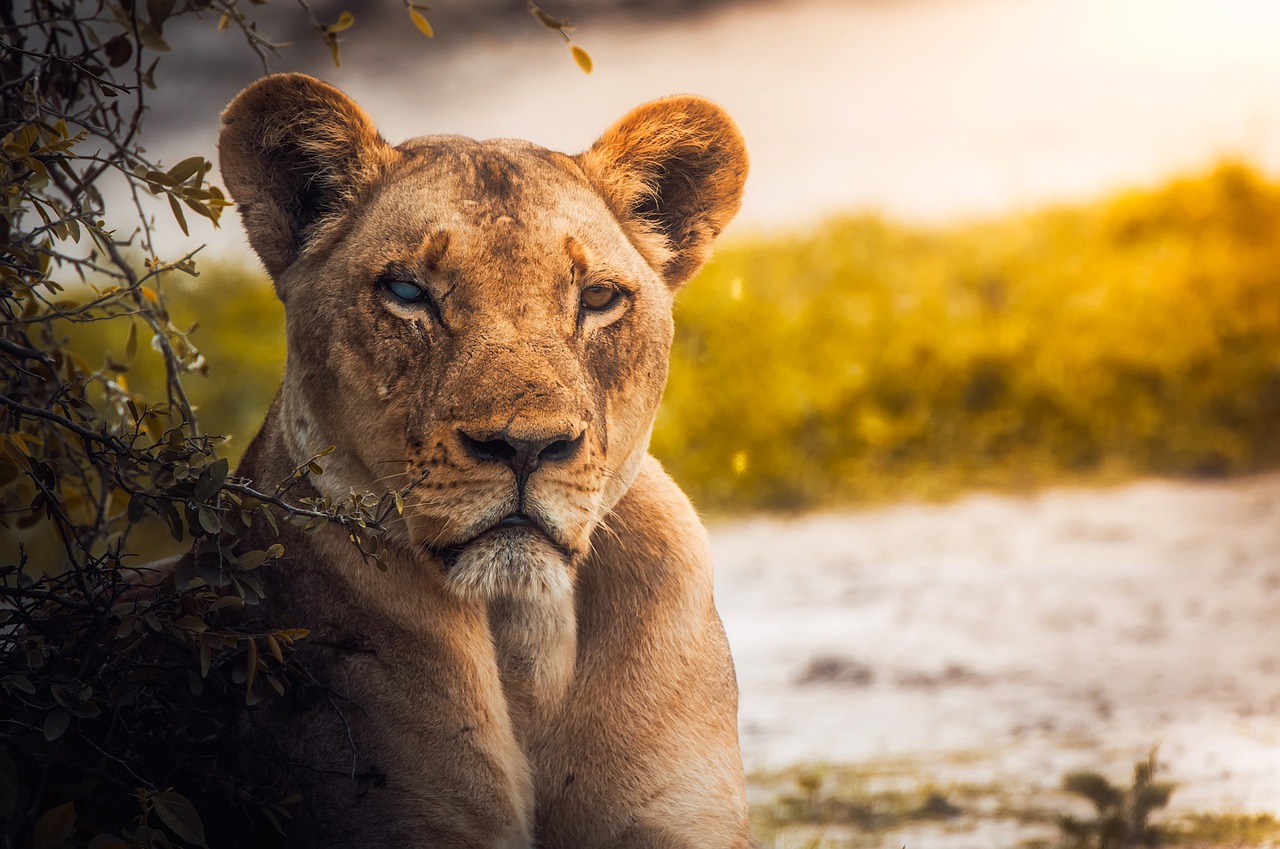 Liūtas, Liūtas, Moteris, Laukinė Gamta, Gyvūnas, Botsvana, Afrika, Safari, Iš Arti, Plėšrūnas