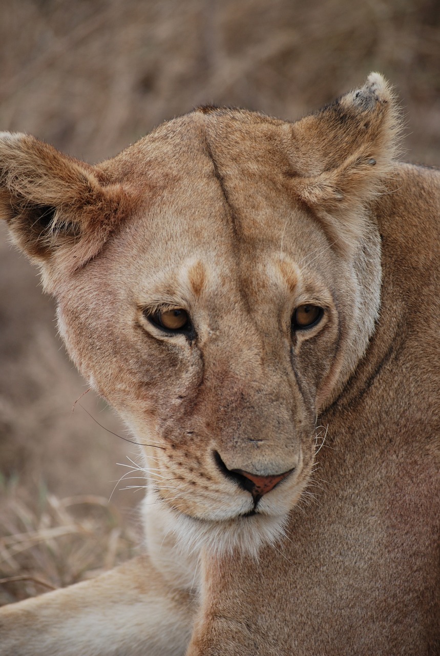 Liūtas, Plėšrūnas, Afrika, Safari, Nemokamos Nuotraukos,  Nemokama Licenzija