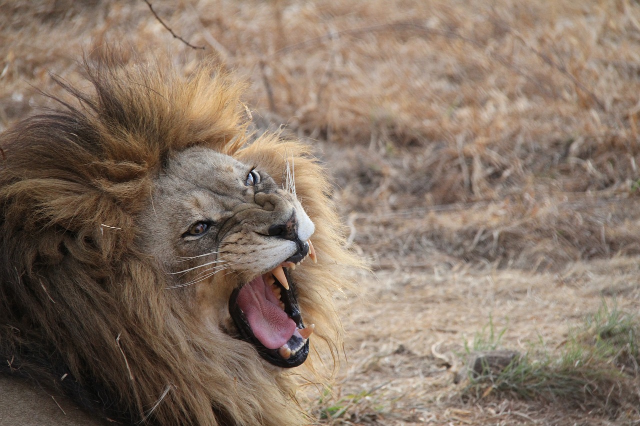 Liūtas, Pietų Afrika, Gyvūnas, Nemokamos Nuotraukos,  Nemokama Licenzija