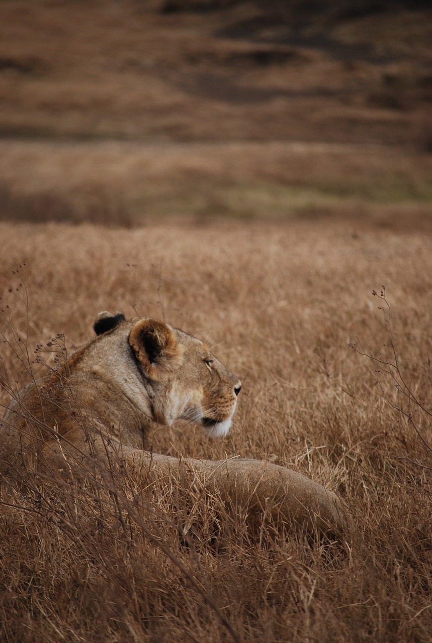 Liūtas, Safari, Kamufliažas, Tanzanija, Nemokamos Nuotraukos,  Nemokama Licenzija