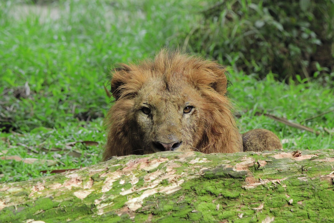 Liūtas, Gyvūnas, Laukiniai, Laukinė Gamta, Gamta, Karalius, Žinduolis, Plėšrūnas, Safari, Fauna