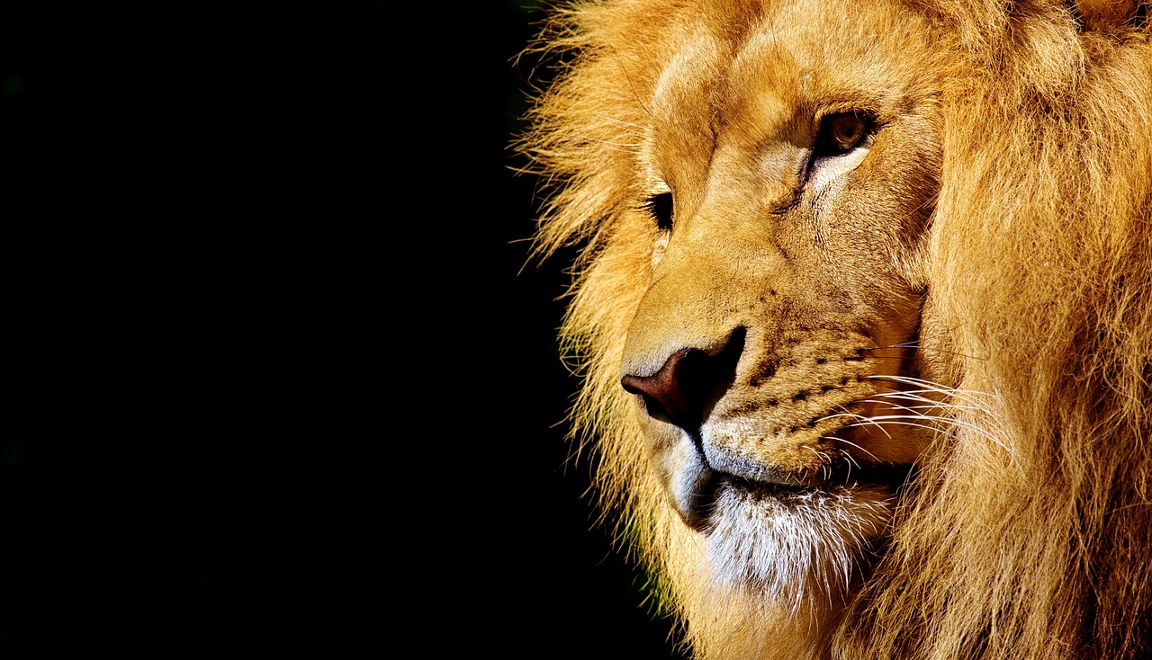 Liūtas, Laukinis Gyvūnas, Pavojingas, Gyvūnas, Afrika, Wildcat, Zoologijos Sodas, Plėšrūnas, Katė, Patinas