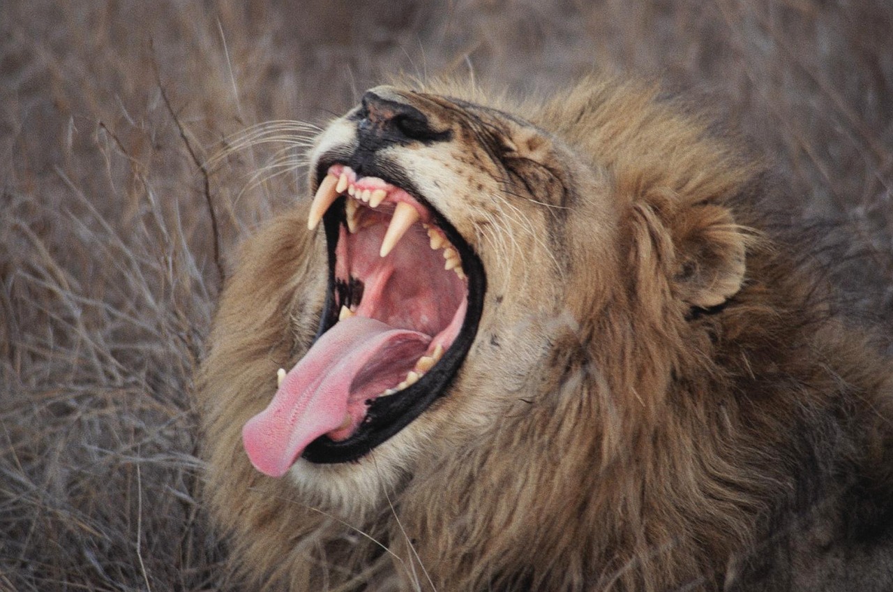 Liūtas, Žiovulys, Pietų Afrika, Safari, Nemokamos Nuotraukos,  Nemokama Licenzija
