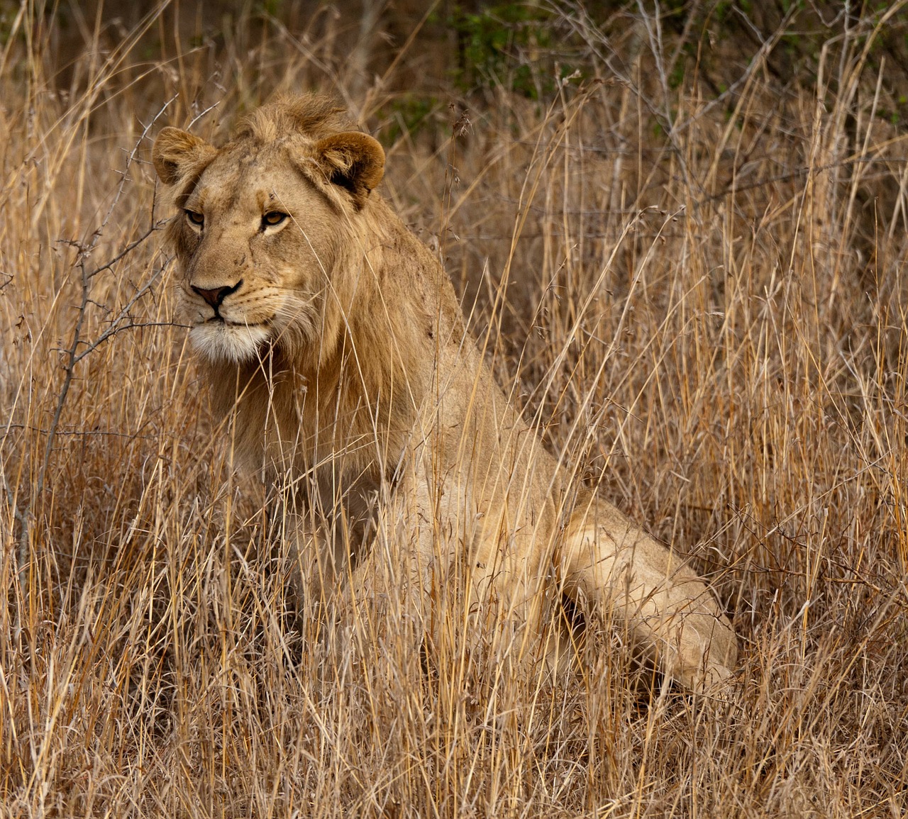 Liūtas, Pietų Afrika, Savana, Nemokamos Nuotraukos,  Nemokama Licenzija