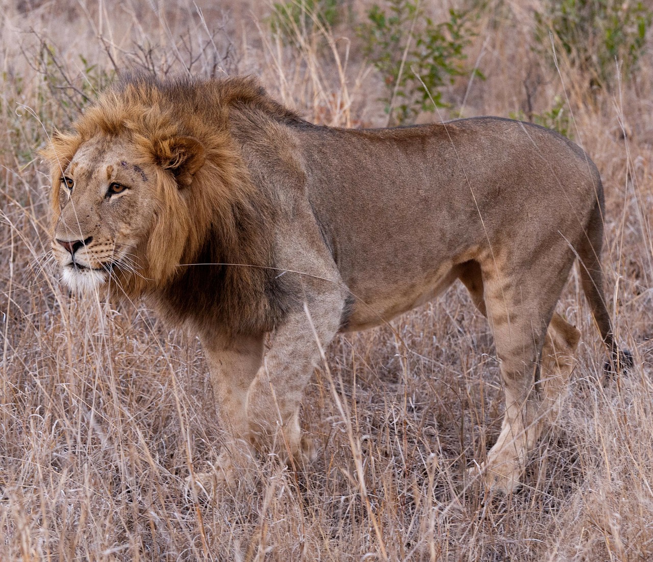 Liūtas, Pietų Afrika, Savana, Nemokamos Nuotraukos,  Nemokama Licenzija