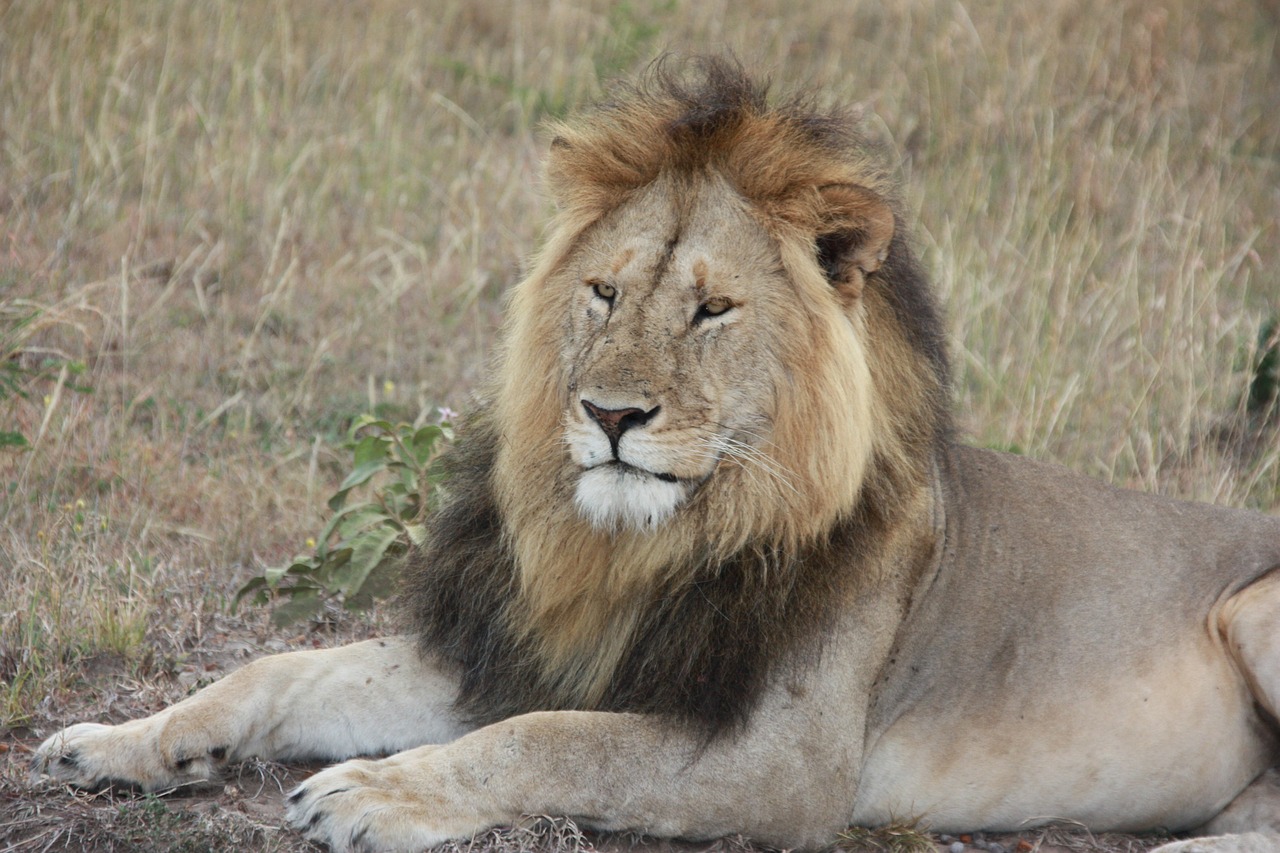 Liūtas, Gyvūnas, Kenya, Nemokamos Nuotraukos,  Nemokama Licenzija