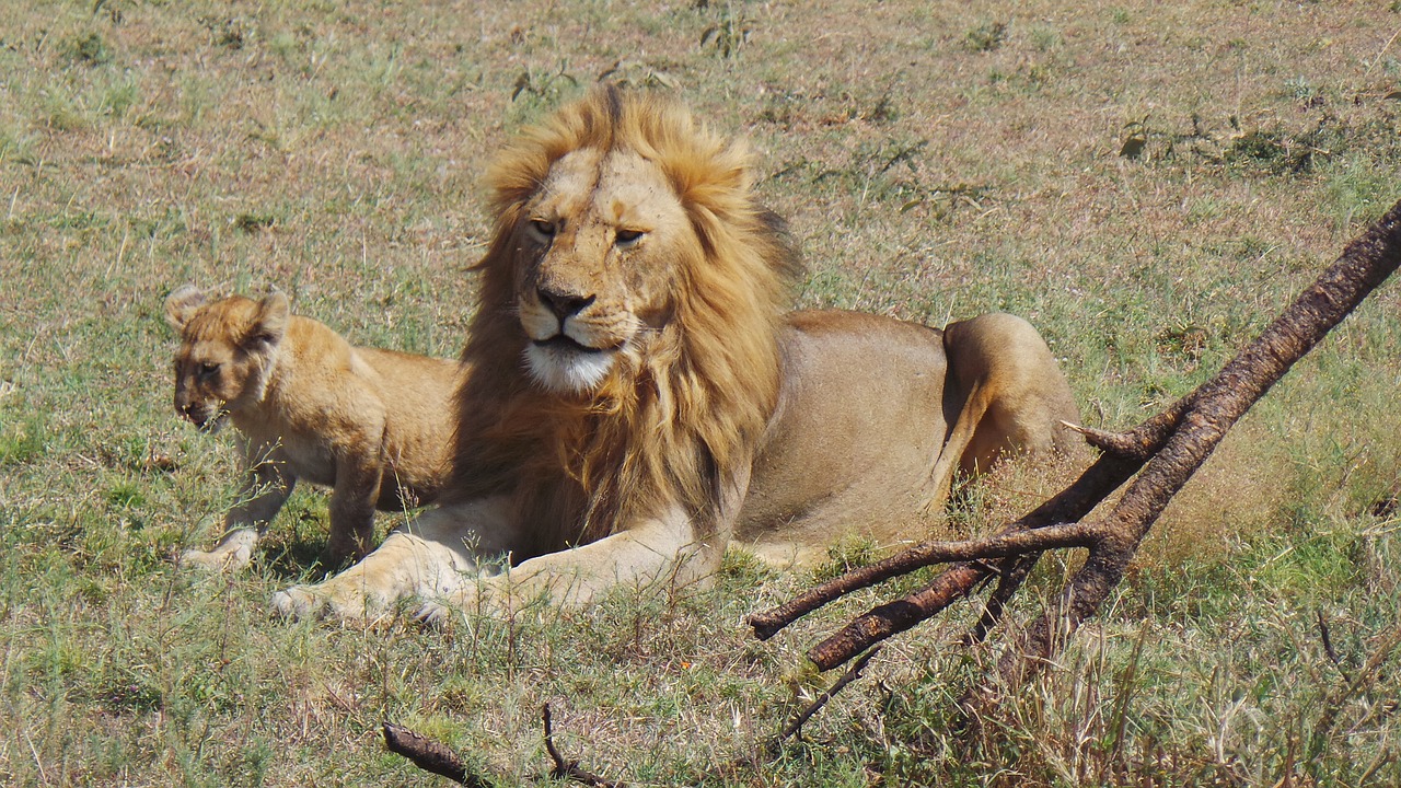 Liūtas, Afrika, Savana, Nemokamos Nuotraukos,  Nemokama Licenzija