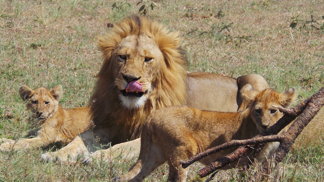 Liūtas, Vaikai, Afrika, Savana, Nemokamos Nuotraukos,  Nemokama Licenzija