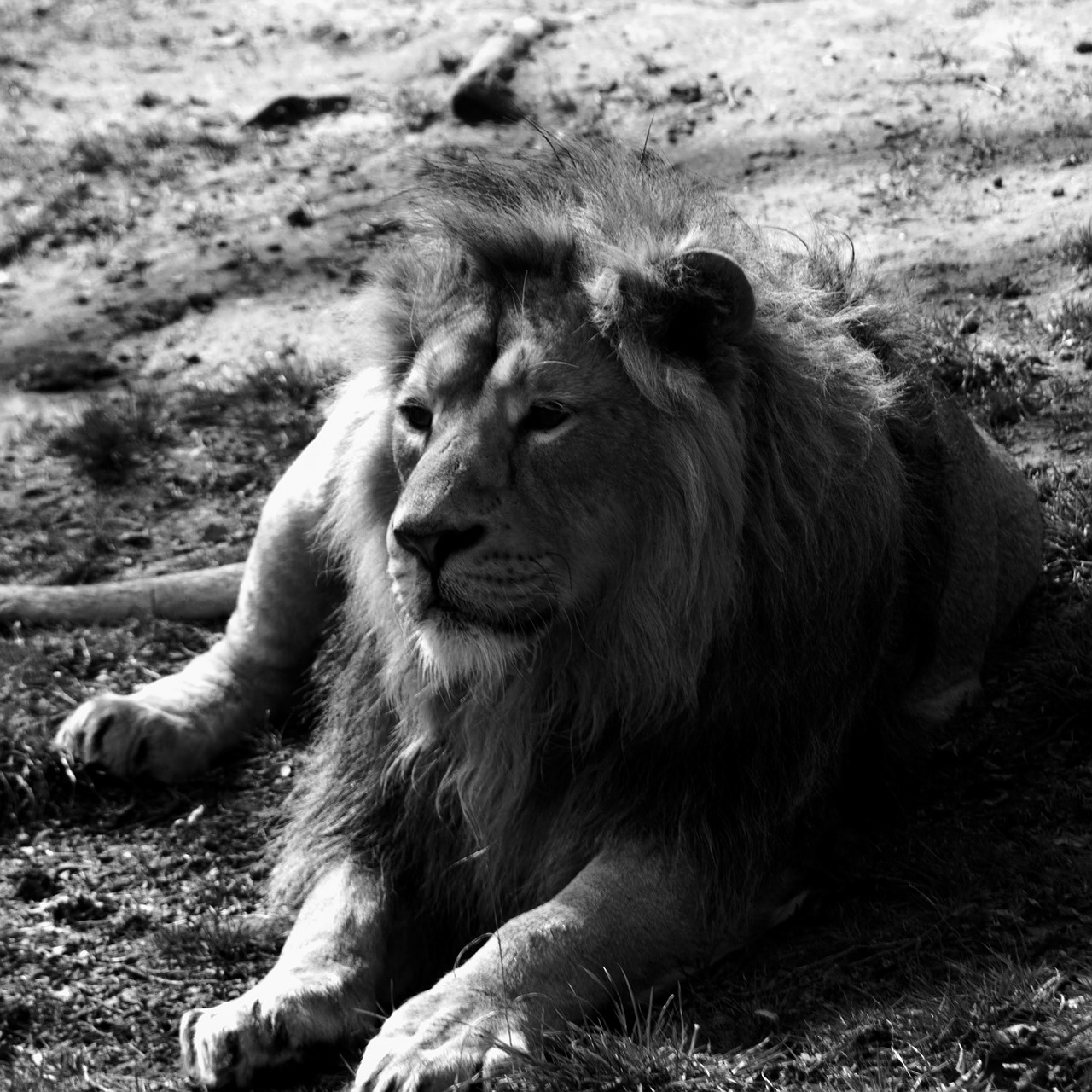 Liūtas, Laukinė Gamta, Fotografija, Nemokamos Nuotraukos,  Nemokama Licenzija