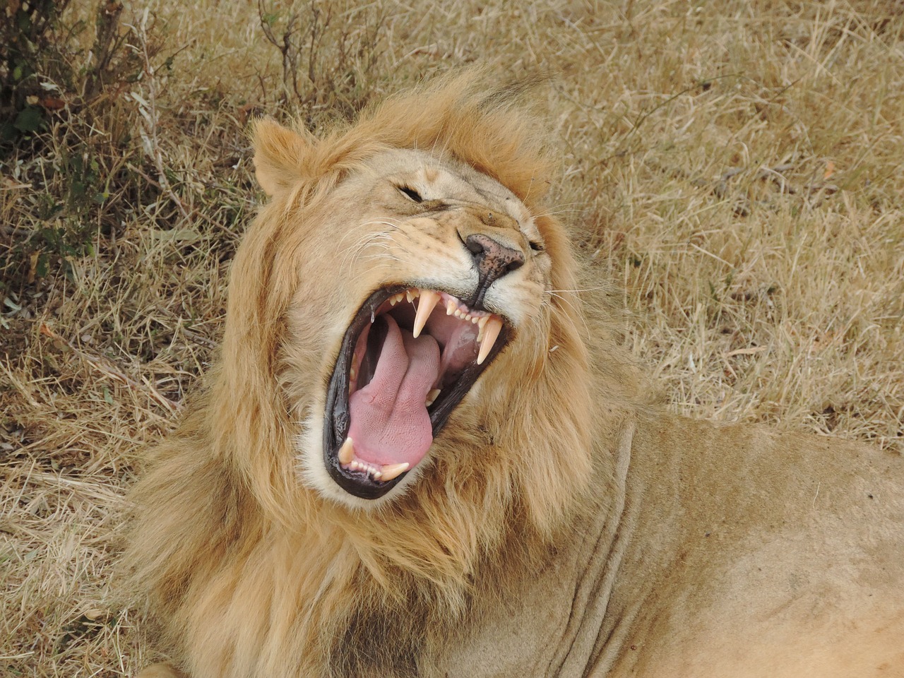 Liūtas, Afrika, Laukinis Gyvūnas, Wildcat, Rėkti, Nemokamos Nuotraukos,  Nemokama Licenzija