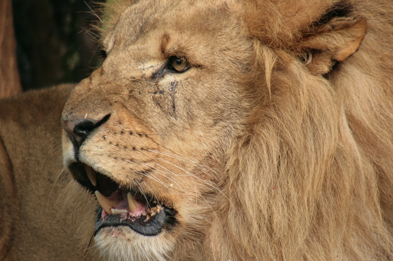 Liūtas, Zoologijos Sodas, Afrika, Gyvūnai, Nemokamos Nuotraukos,  Nemokama Licenzija