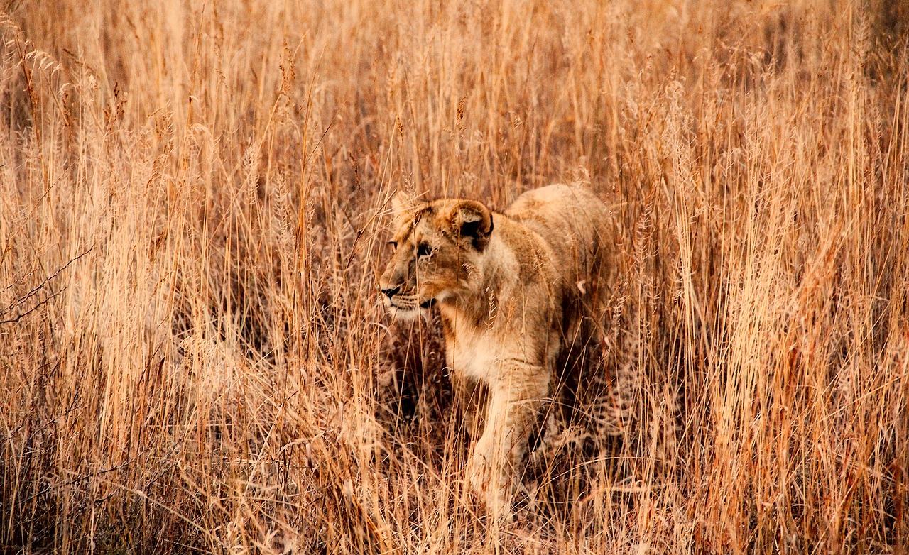 Liūtas, Gyvūnas, Laukinė Gamta, Žolė, Augalai, Kraštovaizdis, Afrika, Safari, Nemokamos Nuotraukos,  Nemokama Licenzija