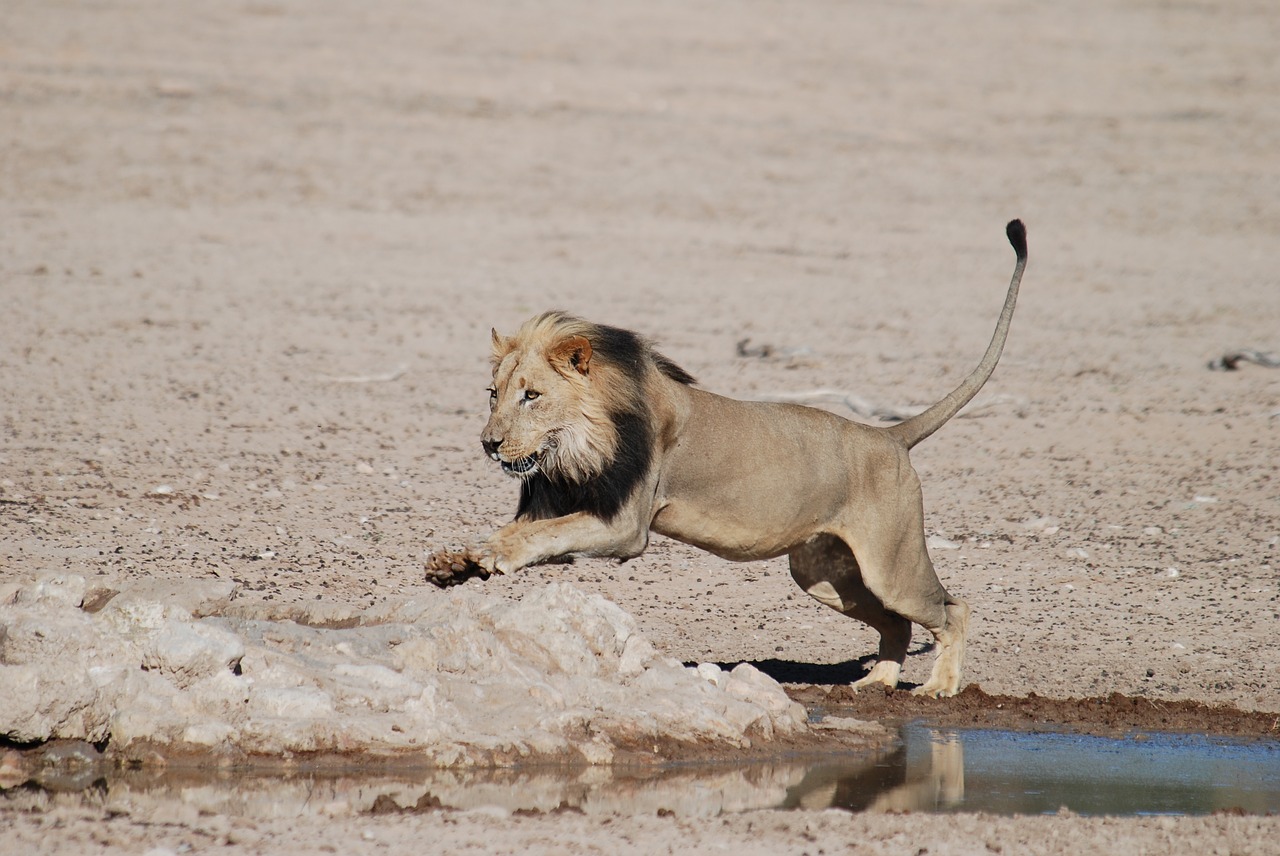 Liūtas, Pietų Afrika, Safari, Nacionalinis Parkas, Afrika, Wildcat, Didelė Katė, Laukinė Gamta, Gamta, Nemokamos Nuotraukos
