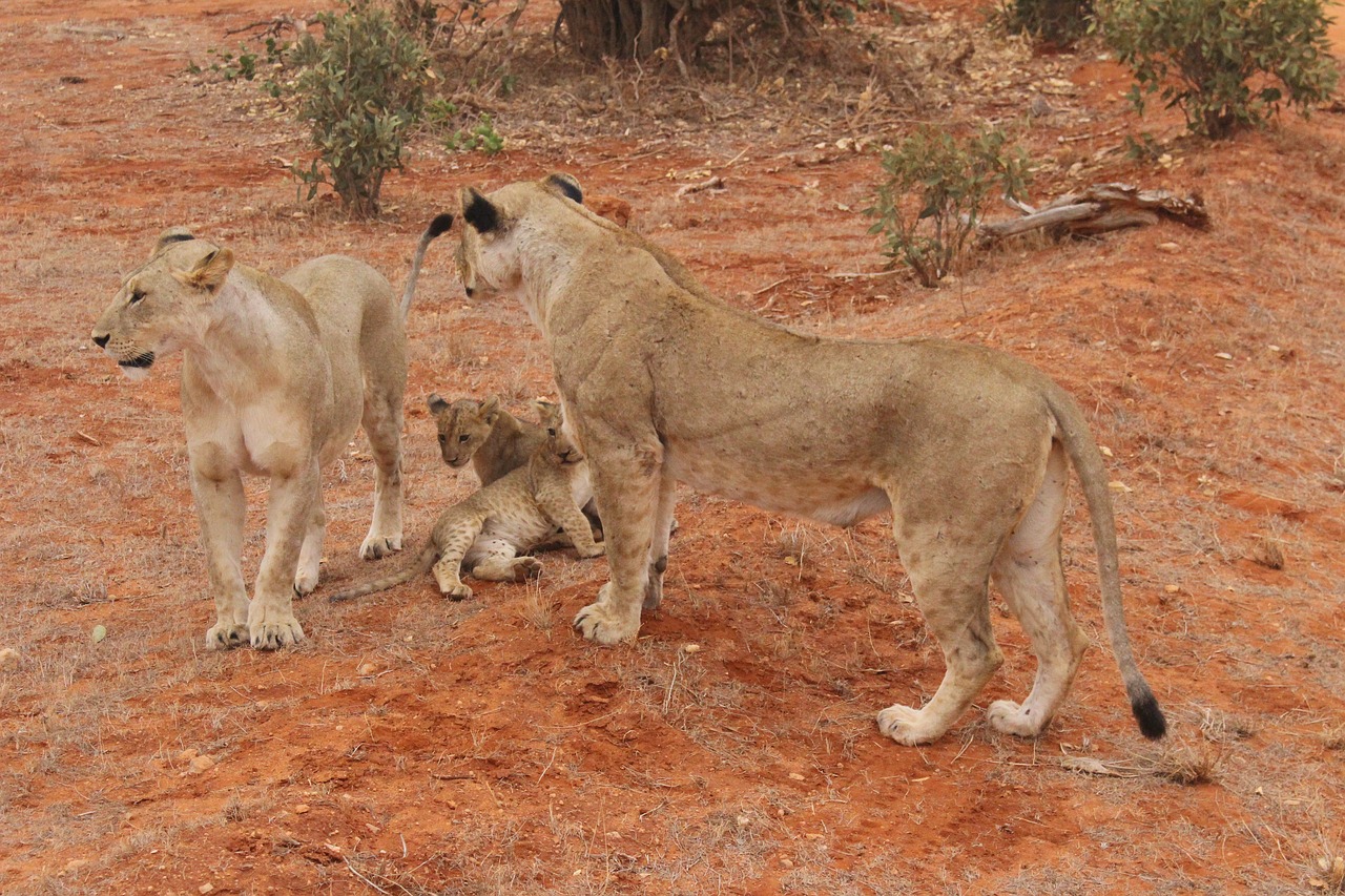 Liūtas, Løveunger, Kenya, Nemokamos Nuotraukos,  Nemokama Licenzija