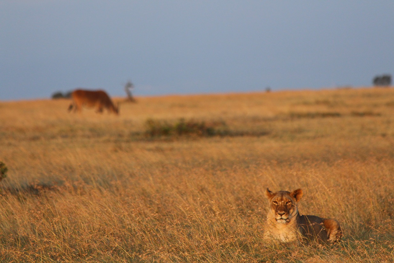 Liūtas, Eland, Kenya, Nemokamos Nuotraukos,  Nemokama Licenzija