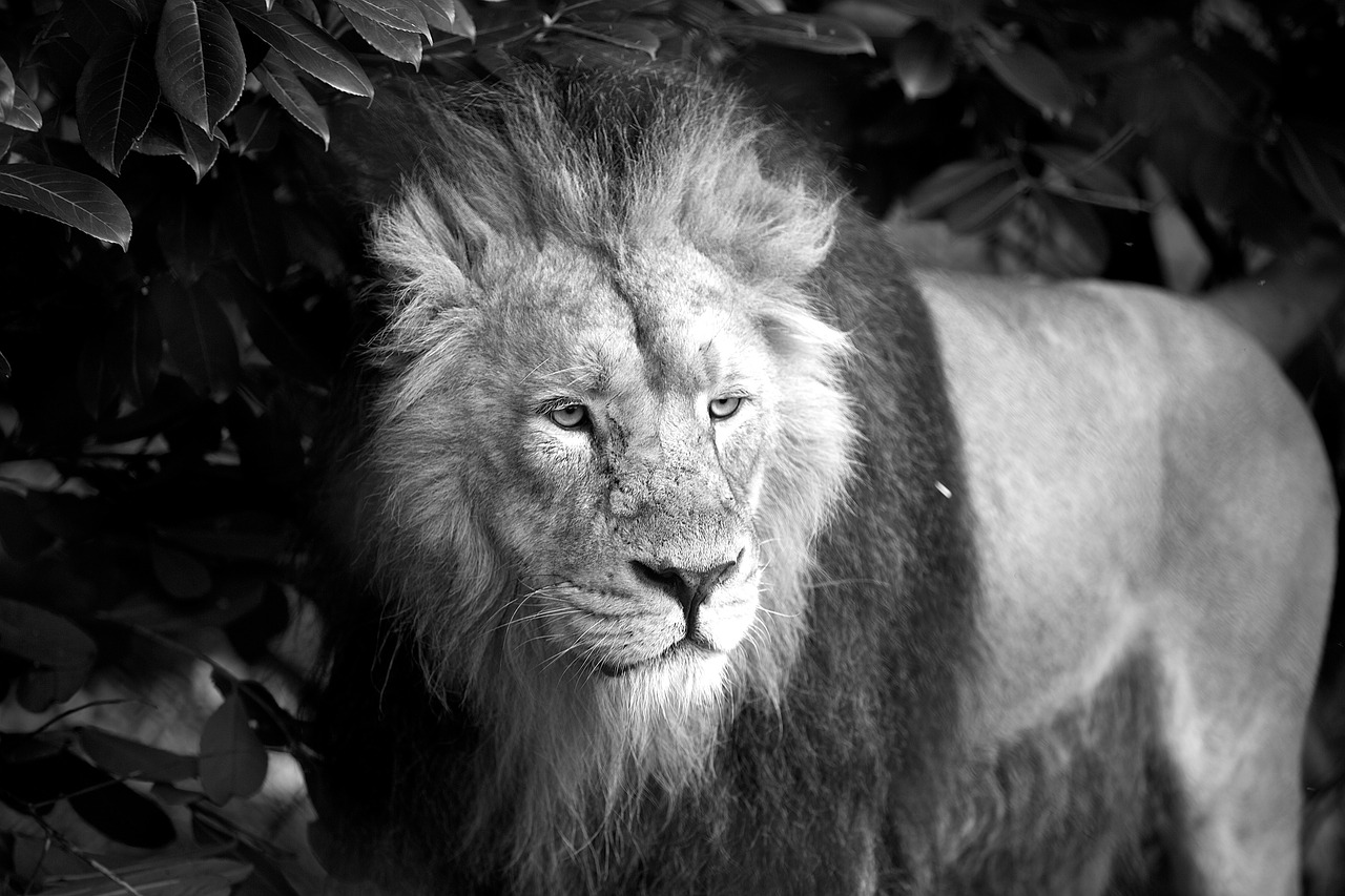 Liūtas, Gyvūnas, Laukiniai, Zoologijos Sodas, Laukinė Gamta, Gamta, Afrikos, Balta, Juoda, B W