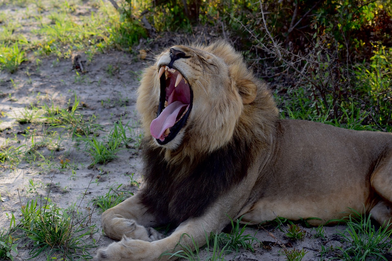Liūtas, Žiurkė Liūtas, Mieguistas Liūtas, Pavargęs Liūtas, Botsvana, Safari, Afrika, Nemokamos Nuotraukos,  Nemokama Licenzija