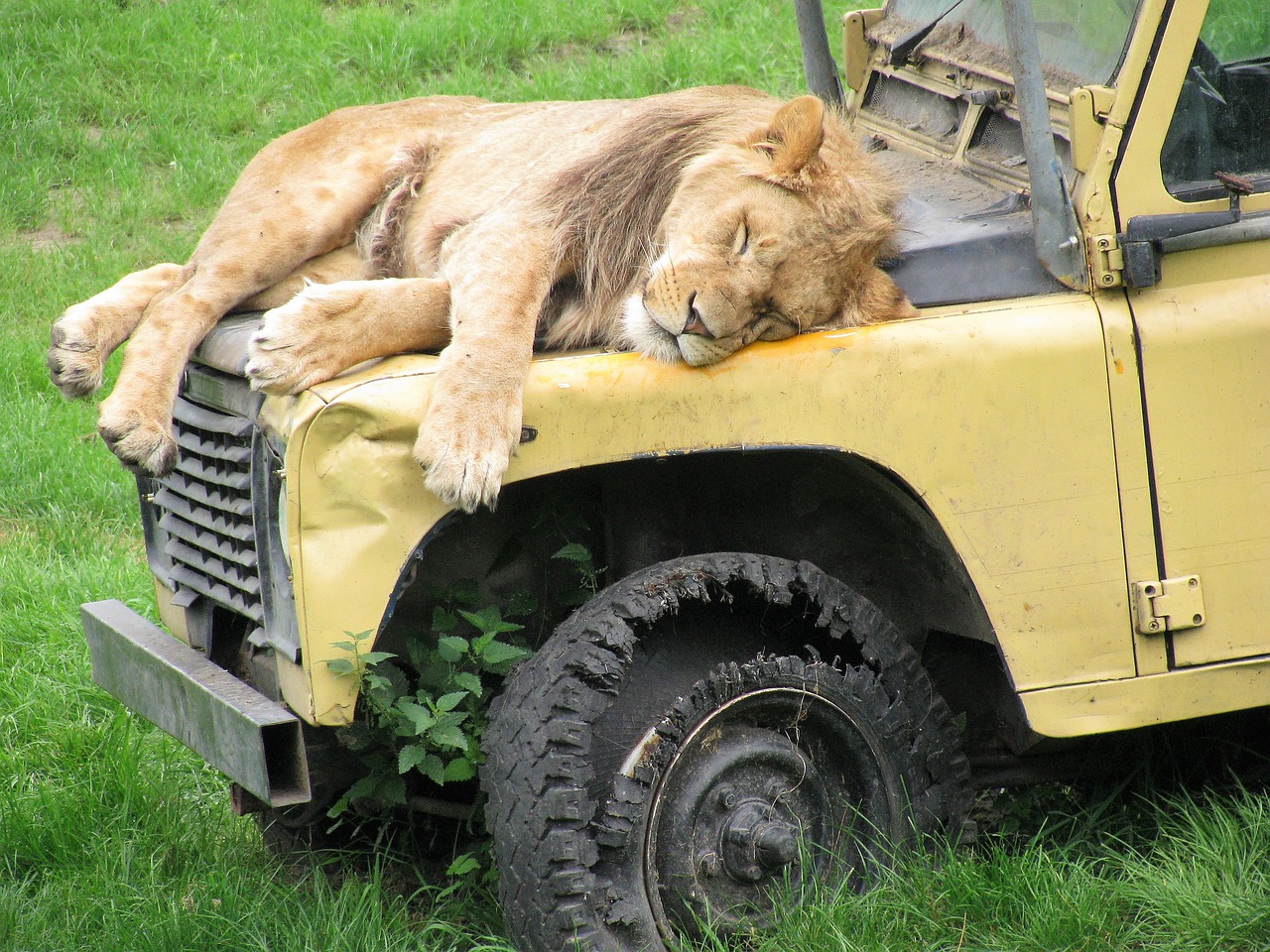 Liūtas, Safari, Gyvūnai, Laukiniai, Liūtas, Plėšrūnas, Liūtys, Jeep, Turizmas, Gamta