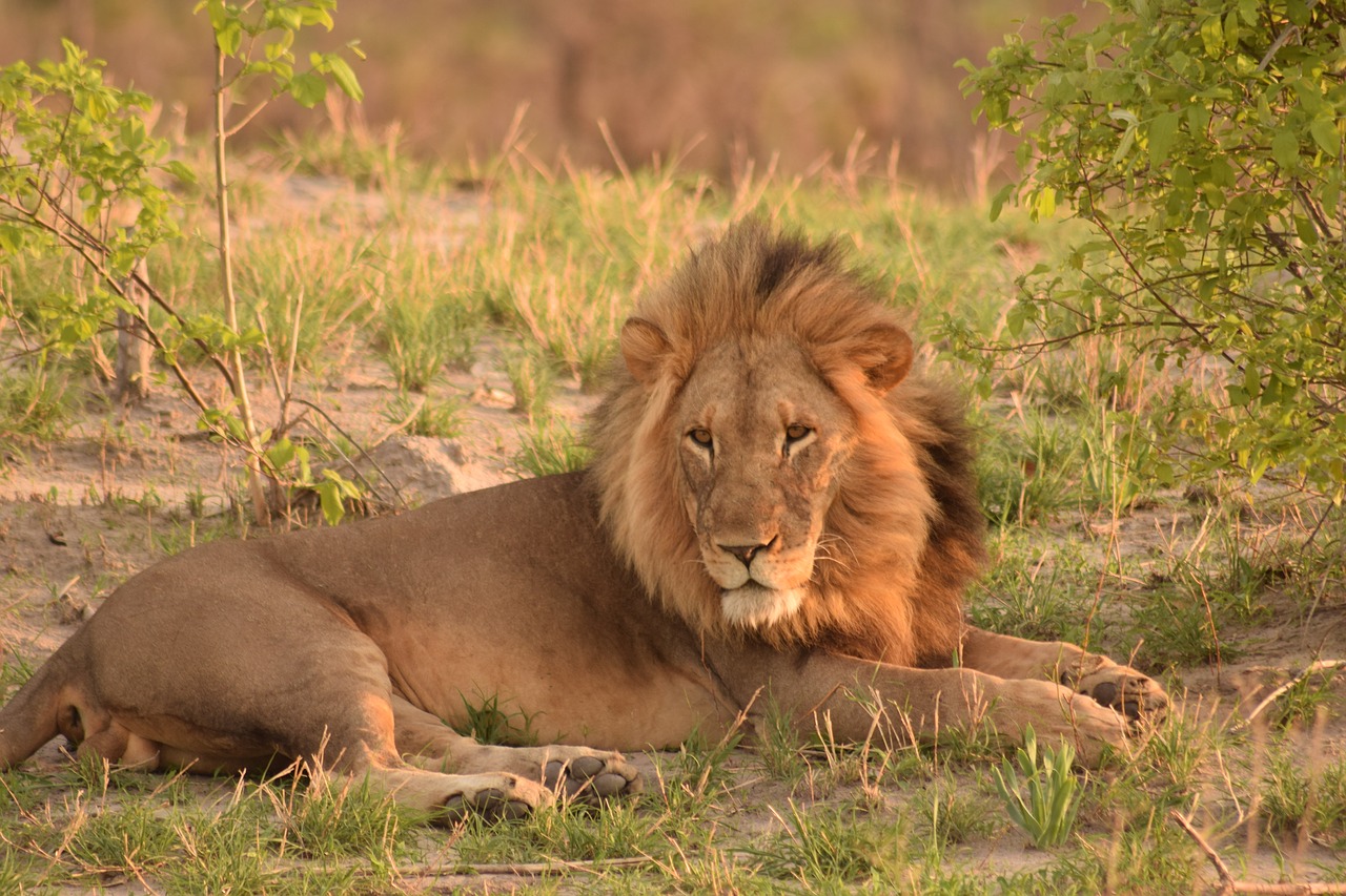Liūtas, Botsvana, Afrika, Safari, Nemokamos Nuotraukos,  Nemokama Licenzija