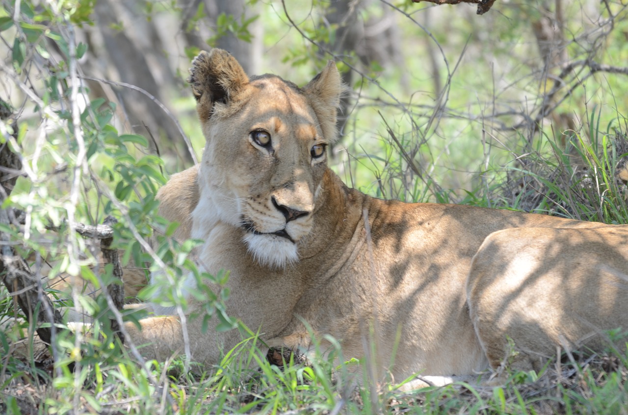 Liūtas, Liūtas, Kruger Parkas, Laukinė Gamta, Plėšrūnas, Mėsėdis, Kačių, Afrika, Gyvūnas, Laukiniai