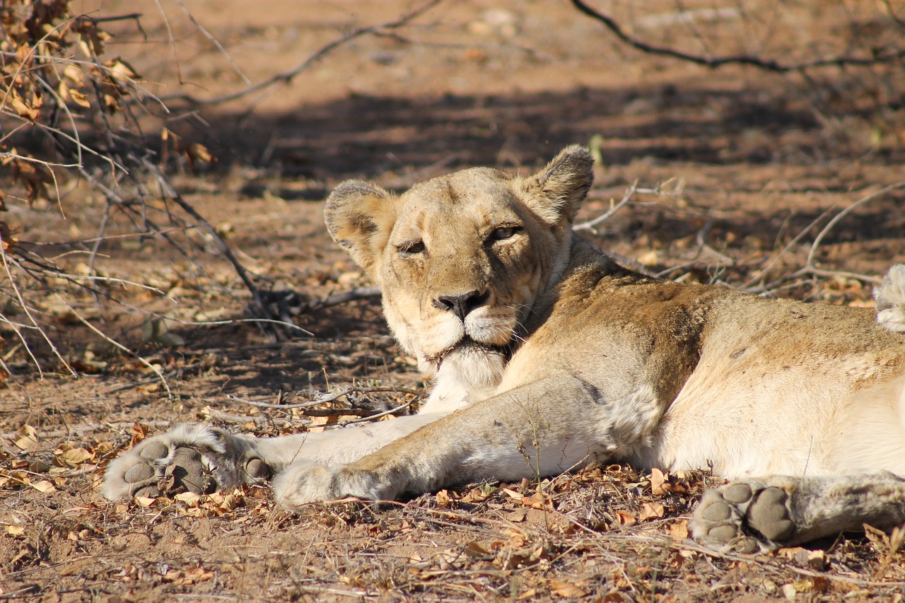 Liūtas, Liūtas, Afrika, Safari, Gyvūnai, Didelė Katė, Nemokamos Nuotraukos,  Nemokama Licenzija