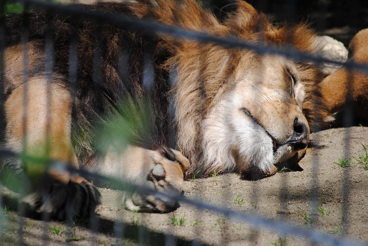 Liūtas, Zoologijos Sodas, Gyvūnas, Plėšrūnas, Nemokamos Nuotraukos,  Nemokama Licenzija