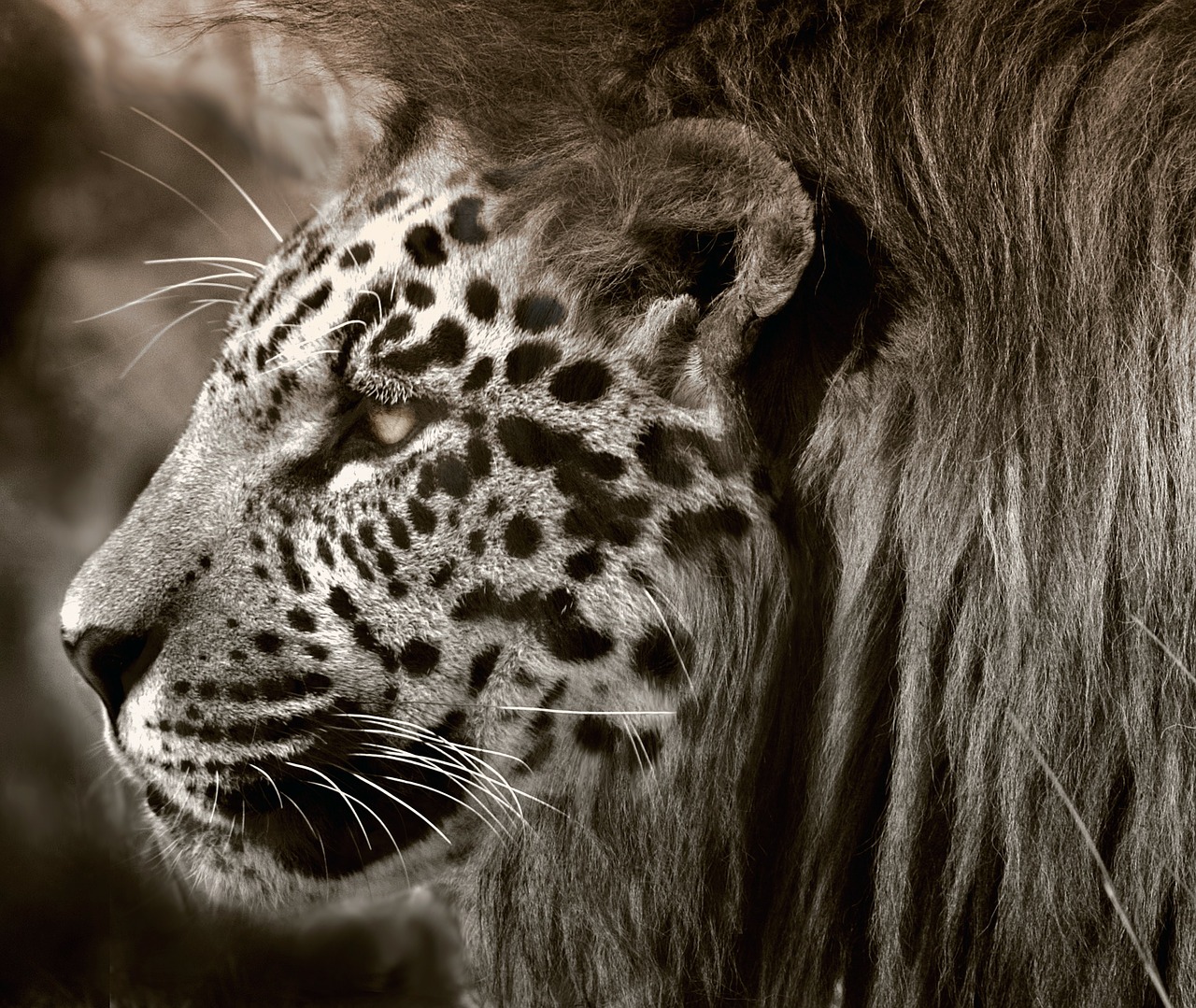 Liūtas, Leopardas, Jaguar, Katė, Galva, Veidas, Gyvūnas, Fantazija, Safari, Profilis