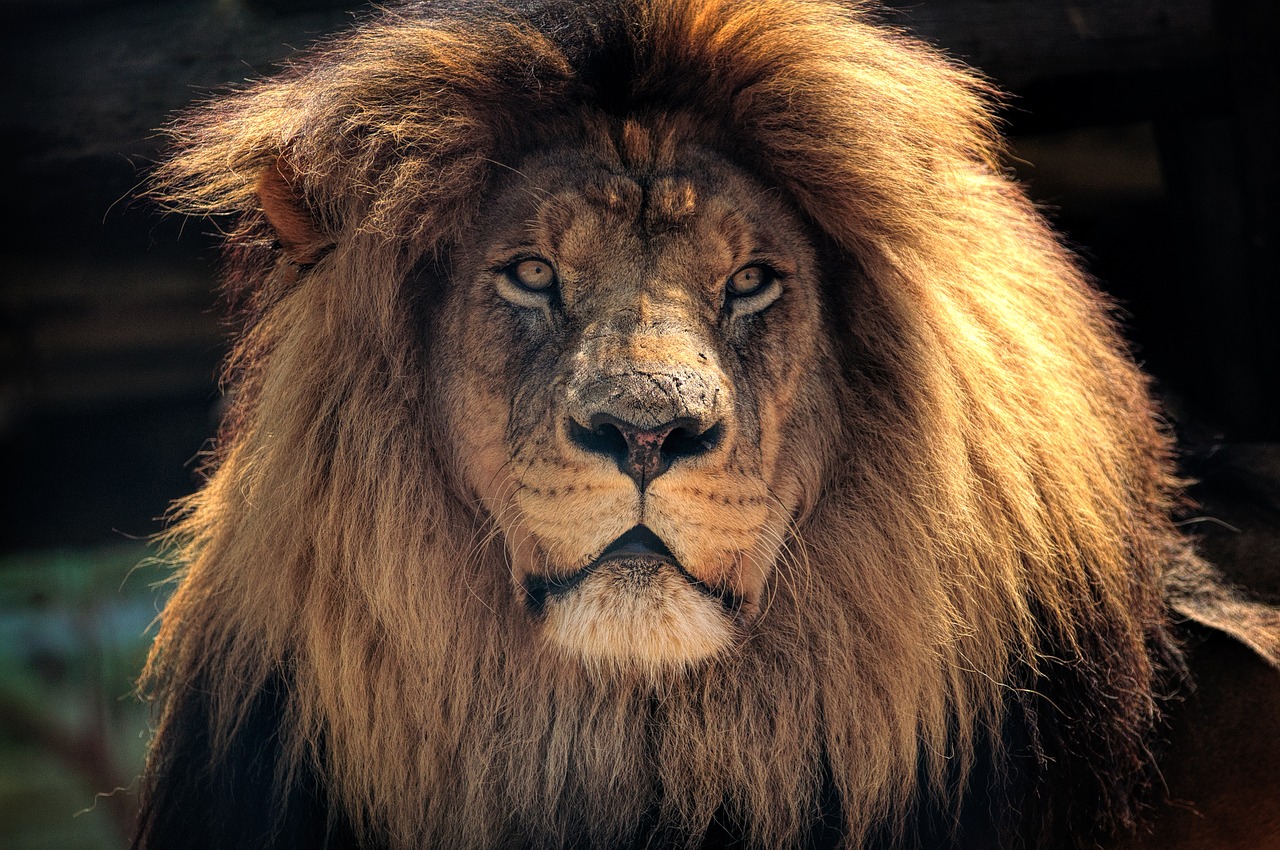 Liūtas, Afrika, Gamta, Laukinė Gamta, Kruger, Galva, Karalius, Pietų Afrika, Kruger Nacionalinis Parkas, Laukinis Gyvūnas