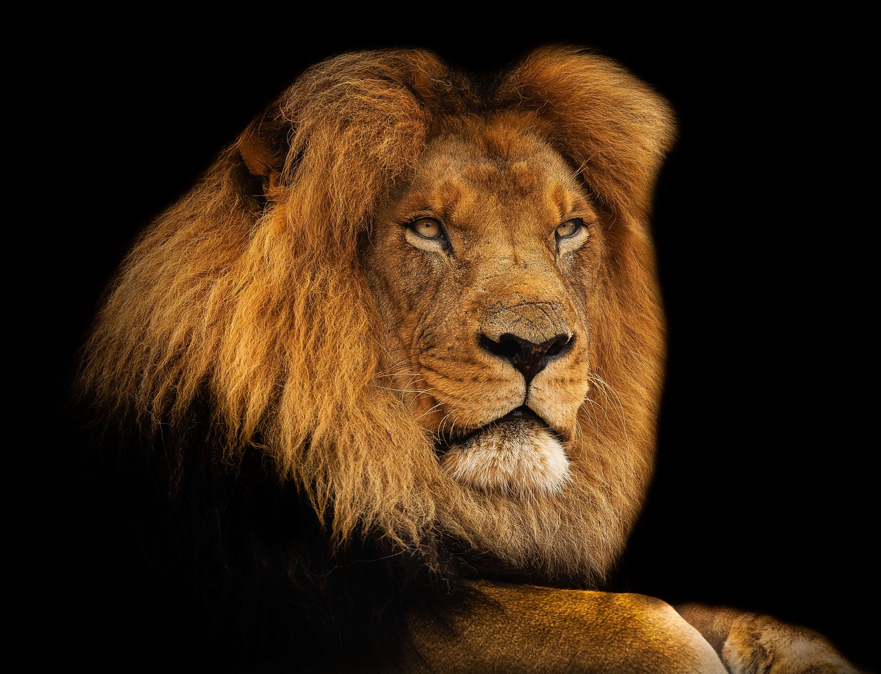 Liūtas, Karalius, Žiurkė, Afrika, Žinduolis, Safari, Kačių, Leo, Stiprus, Gamta