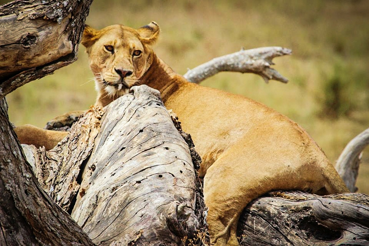Liūtas, Serengečio Nacionalinis Parkas, Afrika, Tanzanija, Serengeti, Safari, Gyvūnas, Laukinė Gamta, Laukiniai, Gamta