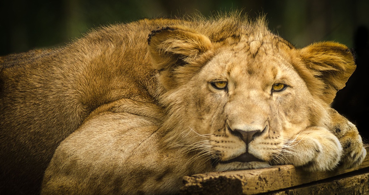 Liūtas, Jaunas, Uždaryti, Akys, Nepilnametis, Laukinė Gamta, Gamta, Kruger, Safari, Nemokamos Nuotraukos