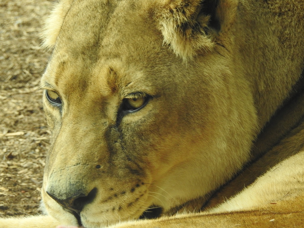 Liūtas, Žinduolis, Laukiniai, Laukinė Gamta, Gamta, Gyvūnas, Karalius, Afrika, Safari, Kačių