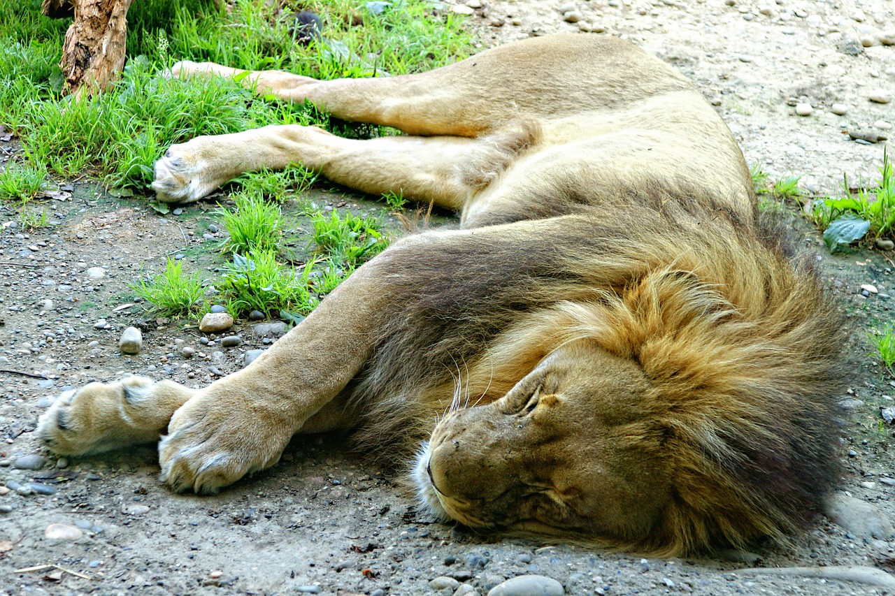 Liūtas, Melas, Mieguistas, Miega, Gyvūnas, Pavargęs, Poilsis, Siesta, Spustelėkite, Nemokamos Nuotraukos