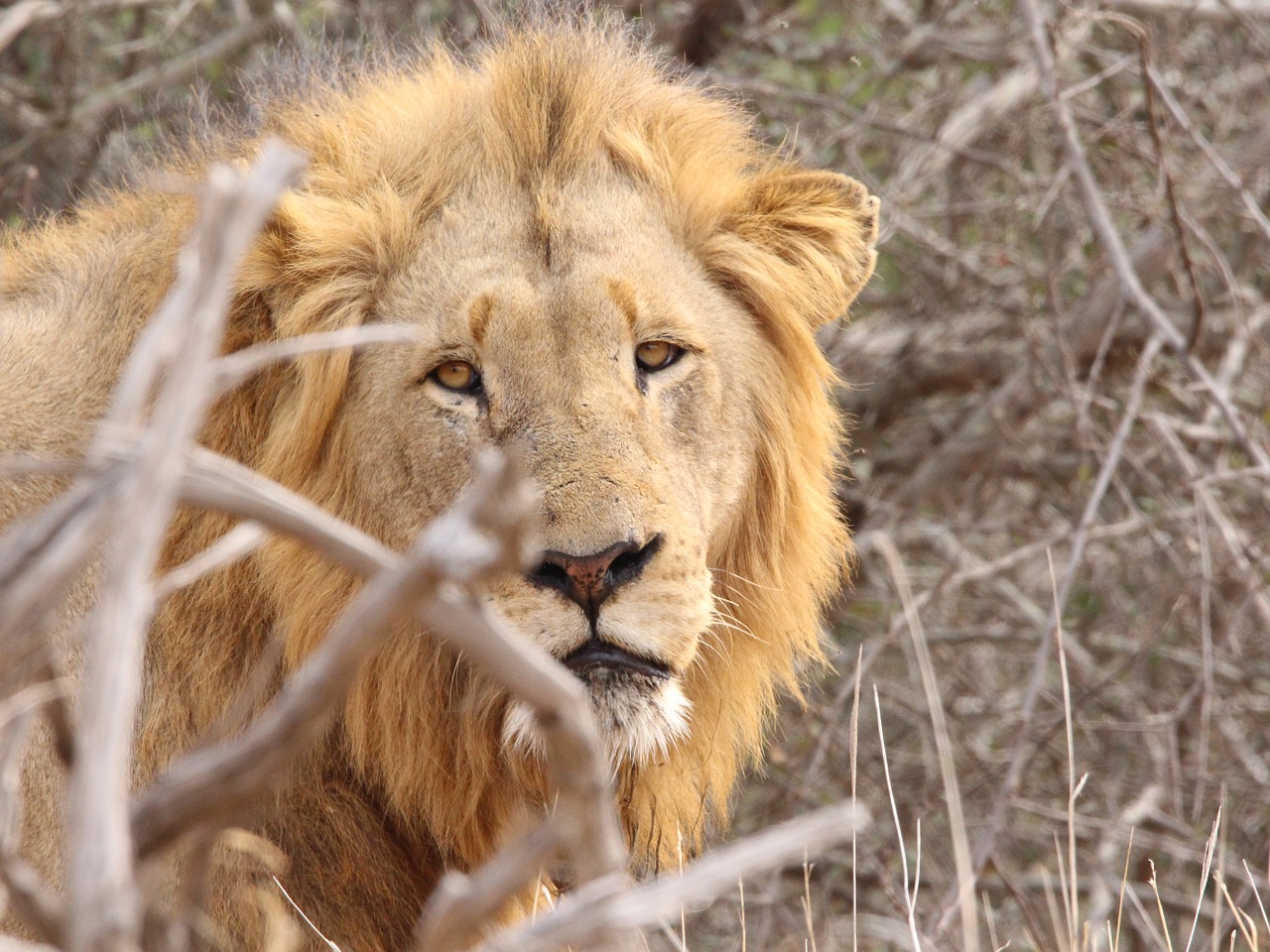 Liūtas, Kruger, Pietų Afrika, Afrika, Gamta, Laukinė Gamta, Laukiniai, Gyvūnas, Kruger Nacionalinis Parkas, Laukinis Gyvūnas