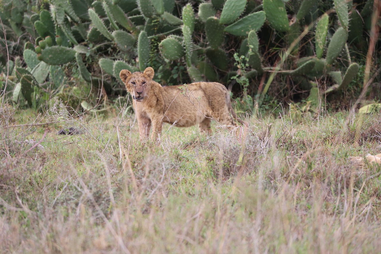 Liūtas, Laukinė Gamta, Safari, Afrika, Kenya, Maasai Mara, Nemokamos Nuotraukos,  Nemokama Licenzija