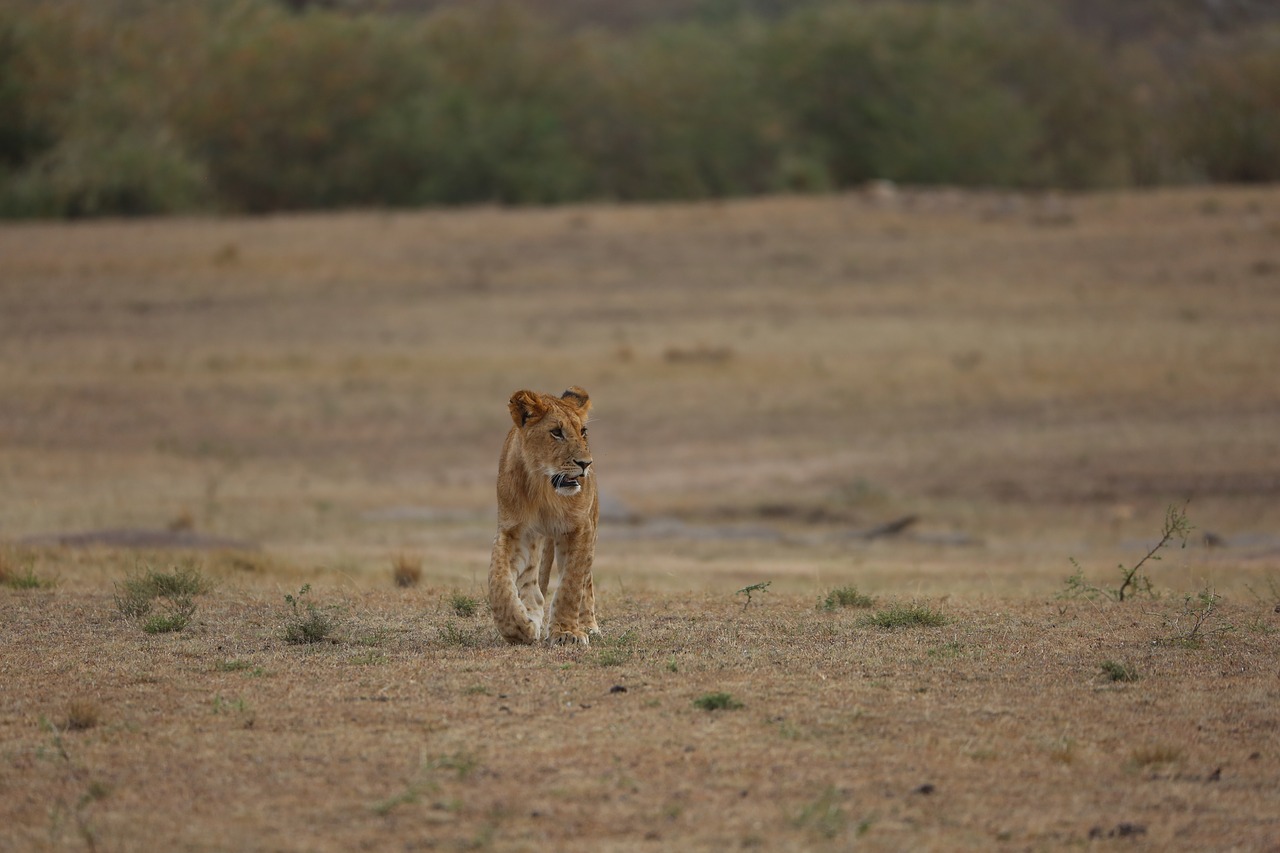 Liūtas, Simba, Laukinė Gamta, Safari, Afrika, Kenya, Maasai Mara, Nemokamos Nuotraukos,  Nemokama Licenzija