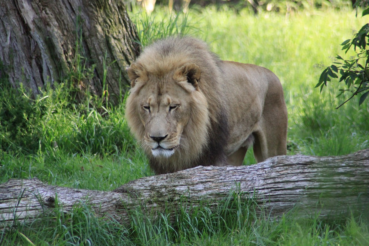 Liūtas, Zoologijos Sodas, Seattle Washington, Nemokamos Nuotraukos,  Nemokama Licenzija