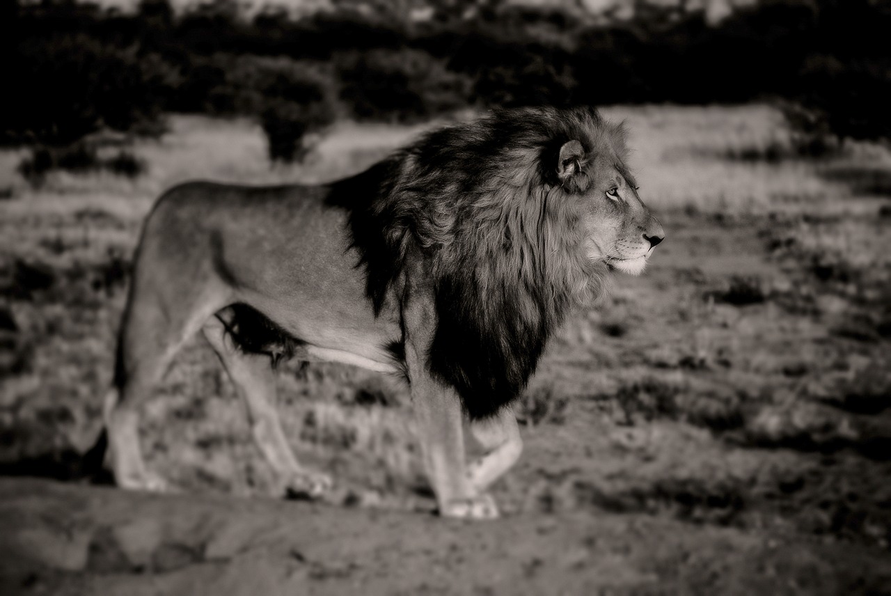 Liūtas, Juoda Balta, Afrika, Safari, Gyvūnas, Plėšrūnas, Laukiniai, Katė, Portretas, Laukinė Gamta