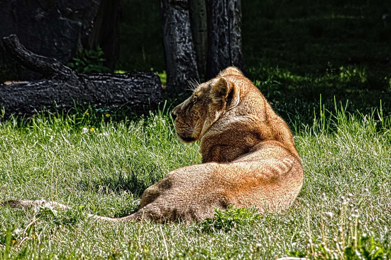 Liūtas, Gamta, Plėšrūnas, Gyvūnas, Kačių, Liūtas, Žinduolis, Afrika, Motina, Nemokamos Nuotraukos