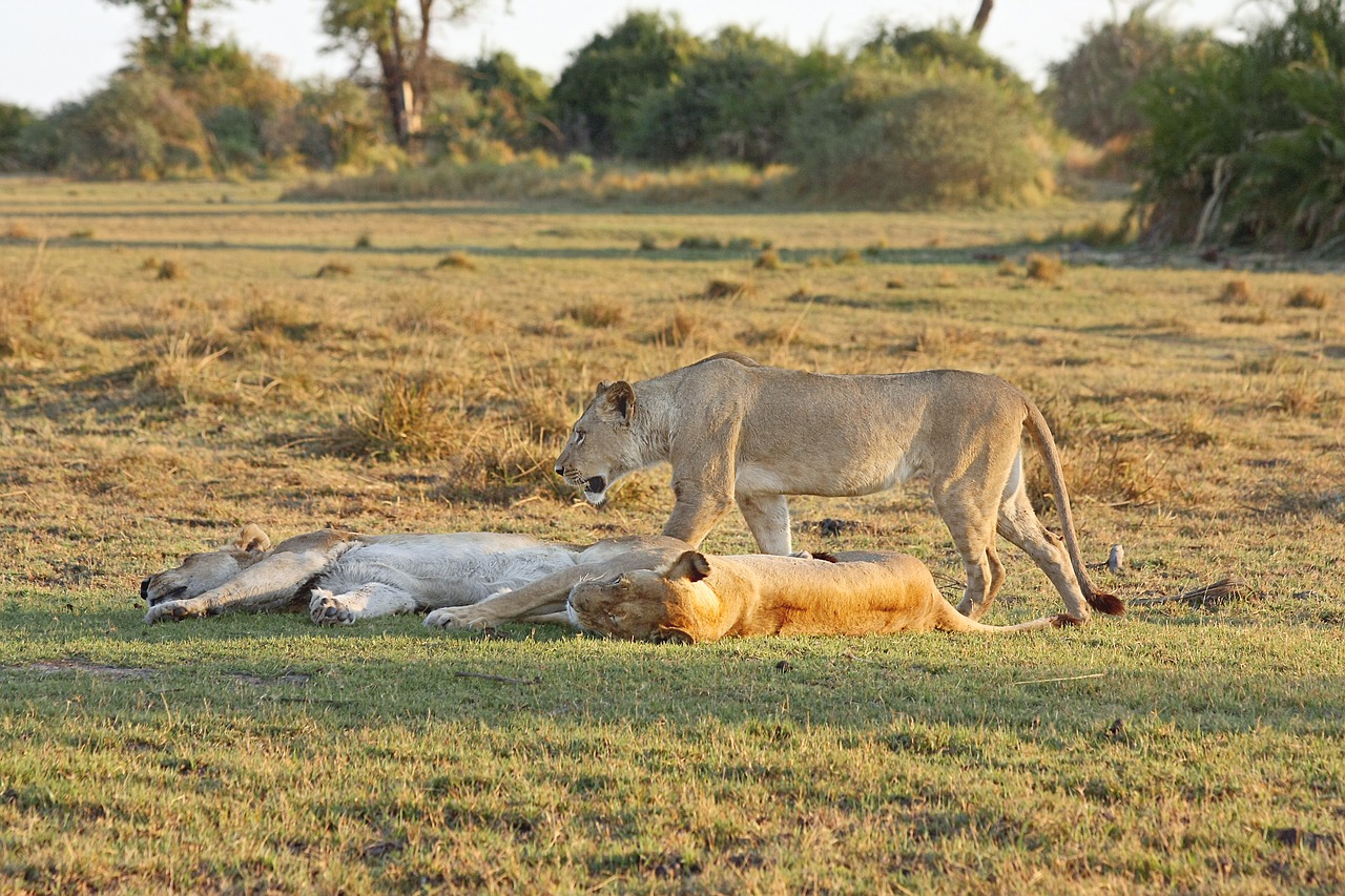 Liūtas, Safari, Afrika, Plėšrūnas, Nacionalinis Parkas, Wildcat, Katė, Didelė Katė, Pietų Afrika, Botsvana