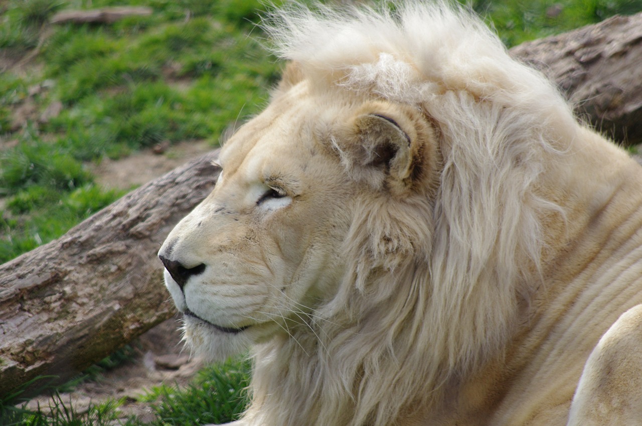 Liūtas, Filadelfija, Zoologijos Sodas, Didelė Katė, Laukinė Gamta, Katė, Gyvūnas, Wildcat, Galva, Nemokamos Nuotraukos