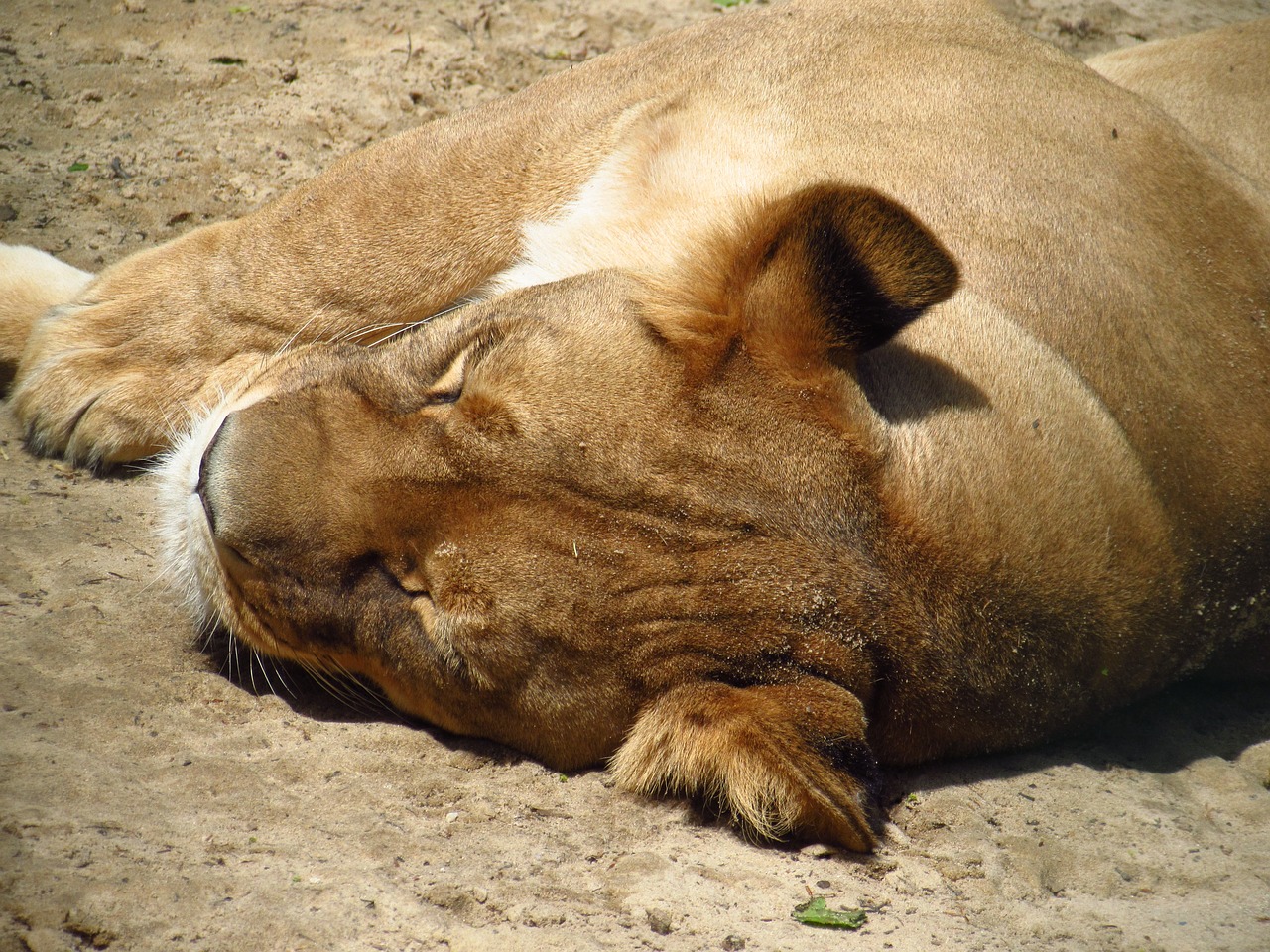 Liūtas, Gyvūnas, Zoologijos Sodas, Nemokamos Nuotraukos,  Nemokama Licenzija