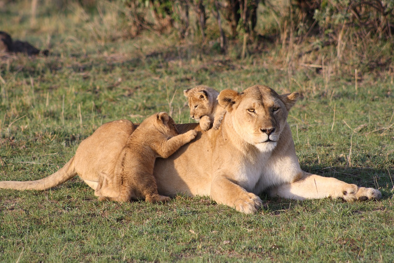 Liūtas, Cubs, Liūto Jauniklis, Jaunas, Kūdikis, Afrika, Kenya, Masai Mara, Nemokamos Nuotraukos,  Nemokama Licenzija