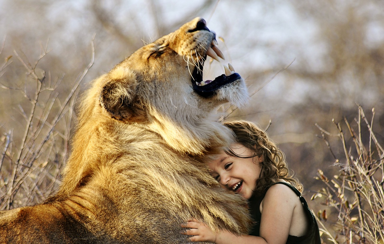 Liūtas, Rėkti, Afrika, Gyvūnas, Wildcat, Laukiniai, Katė, Kailis, Mėsėdžiai, Karalius