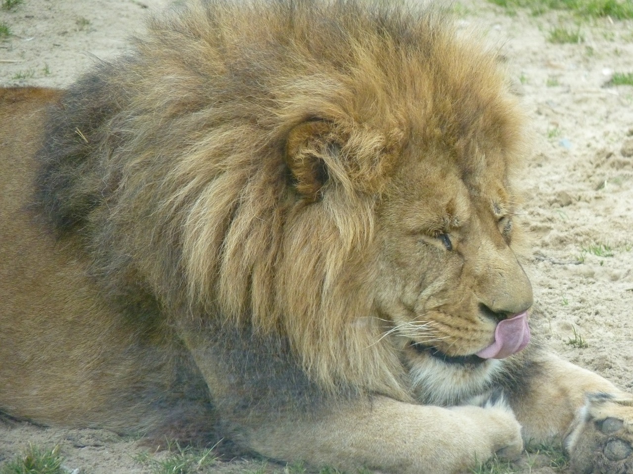 Liūtas, Gyvūnas, Zoologijos Sodas, Laukinė Gamta, Žinduolis, Afrikos, Safari, Patinas, Kačių, Žiurkė
