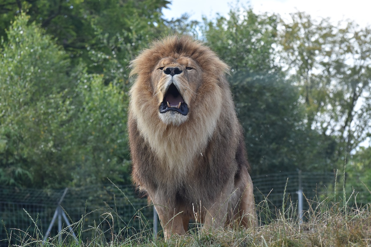 Liūtas,  Cerza,  Zoologijos Sodas,  Be Honoraro Mokesčio, Nemokamos Nuotraukos,  Nemokama Licenzija