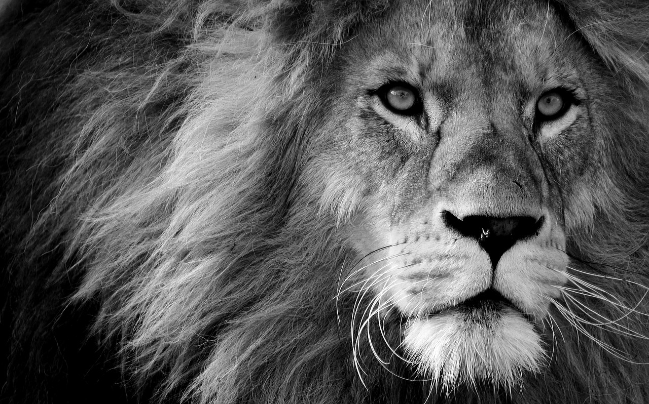 Liūtas,  Plėšrūnas,  Juoda Ir Balta,  Pavojingas,  Žiurkė,  Katė,  Patinas,  Zoologijos Sodas,  Laukinis Gyvūnas,  Afrika