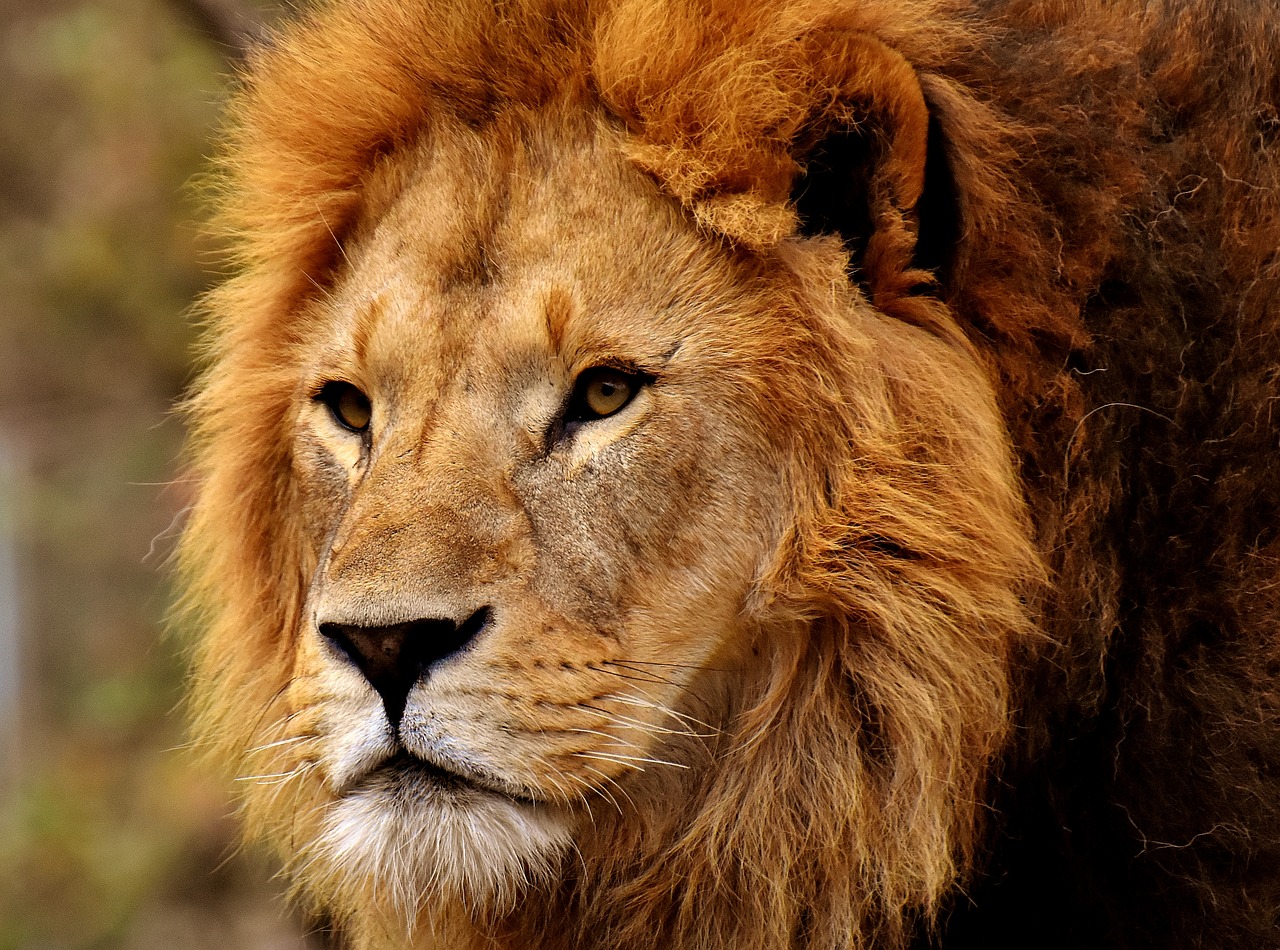 Liūtas,  Predator,  Pavojinga,  Karčiai,  Didelė Katė,  Patinas,  Zoo,  Laukinis Gyvūnas,  Afrikoje,  Gyvūnas
